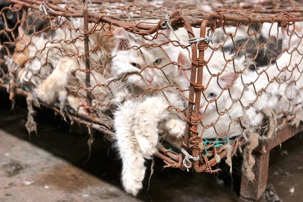 Ossicini per rimedi? Cronaca da un macello clandestino in Vietnam.