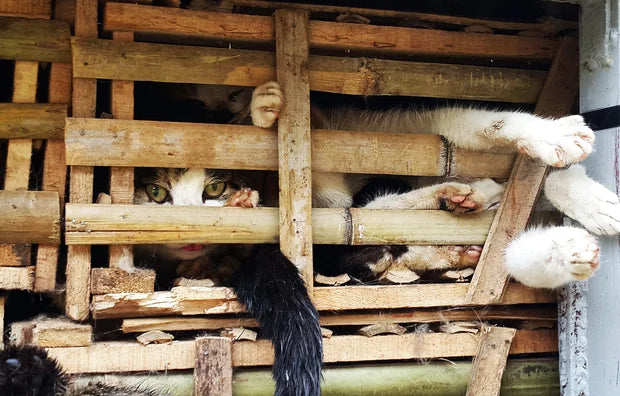 Quando la superstizione uccide: i gatti usati nella medicina tradizionale.