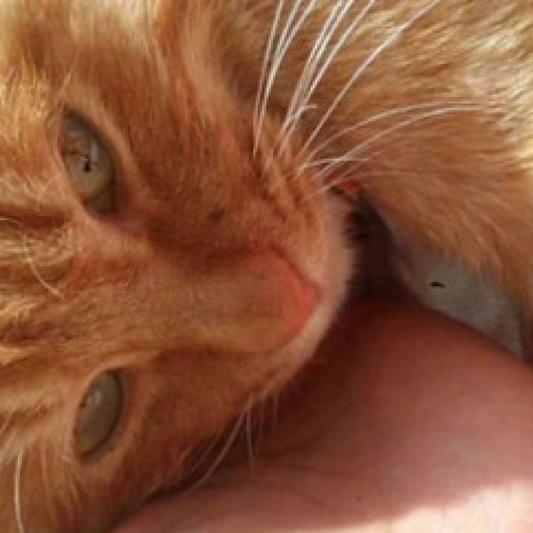 Cina: 19 gatti salvati dal traffico di carne grazie al programma TNR.