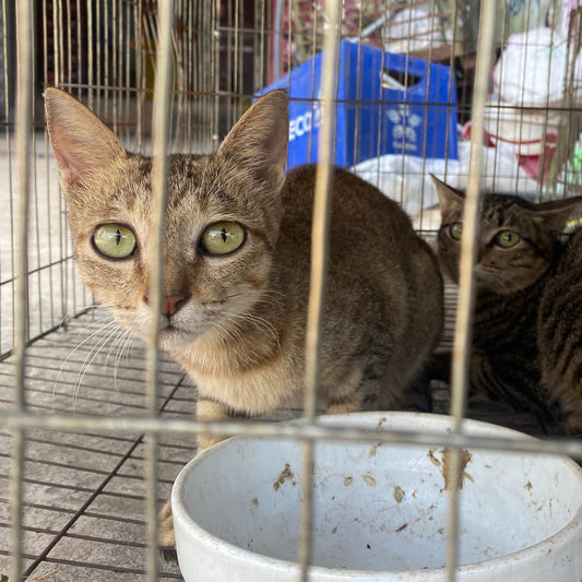 Un futuro diverso: Chiusura degli allevamenti di carne di gatto in Vietnam.