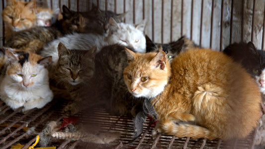 Cina: I gatti sottratti dalla carne clandestina.