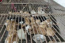 Catturati per mangiare: 150 gatti liberati da un traffico in Cina.